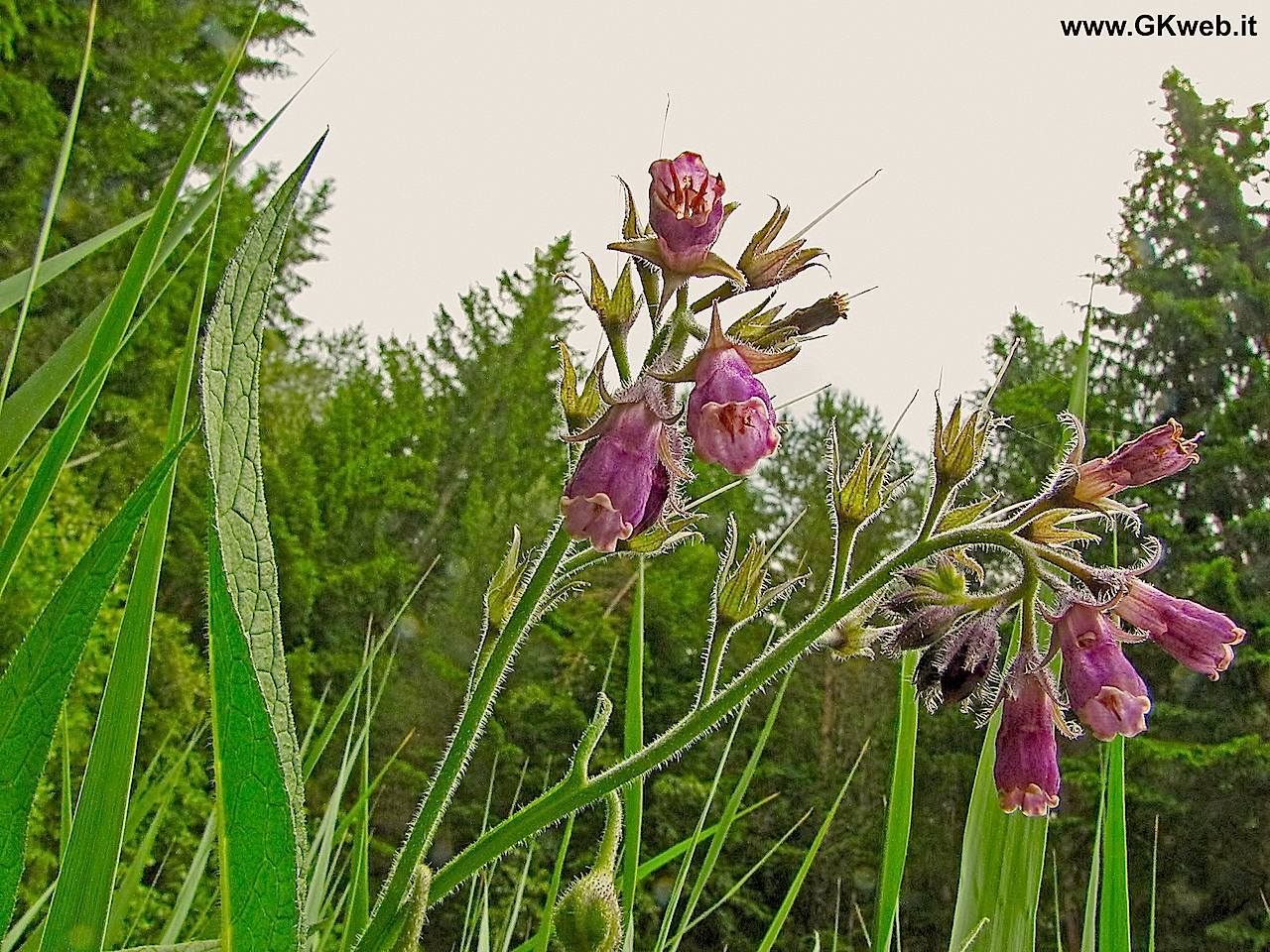 Symphytum officinale / Consolida maggiore