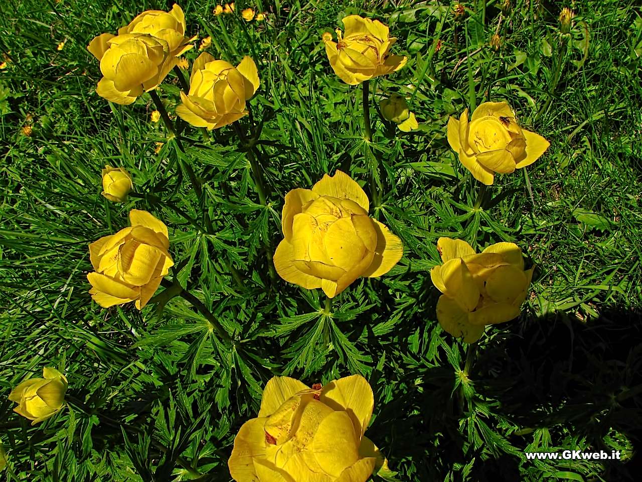 I botton d''oro saranno comuni, ma