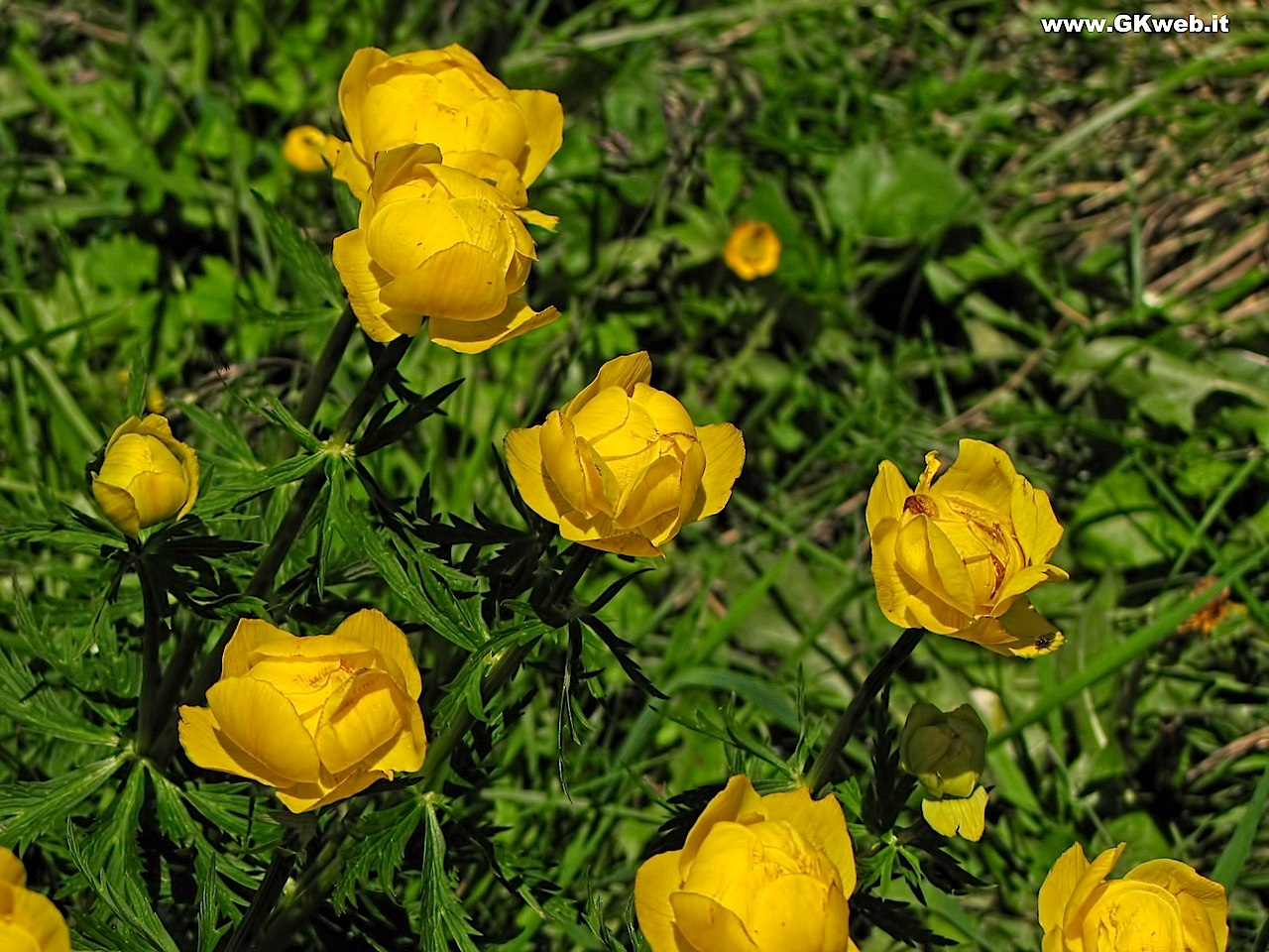 I botton d''oro saranno comuni, ma