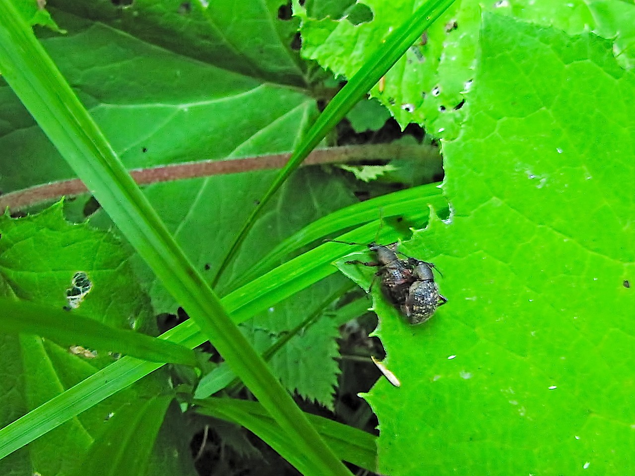 Coppia di coleotteri scuri - Otiorhynchus sp.