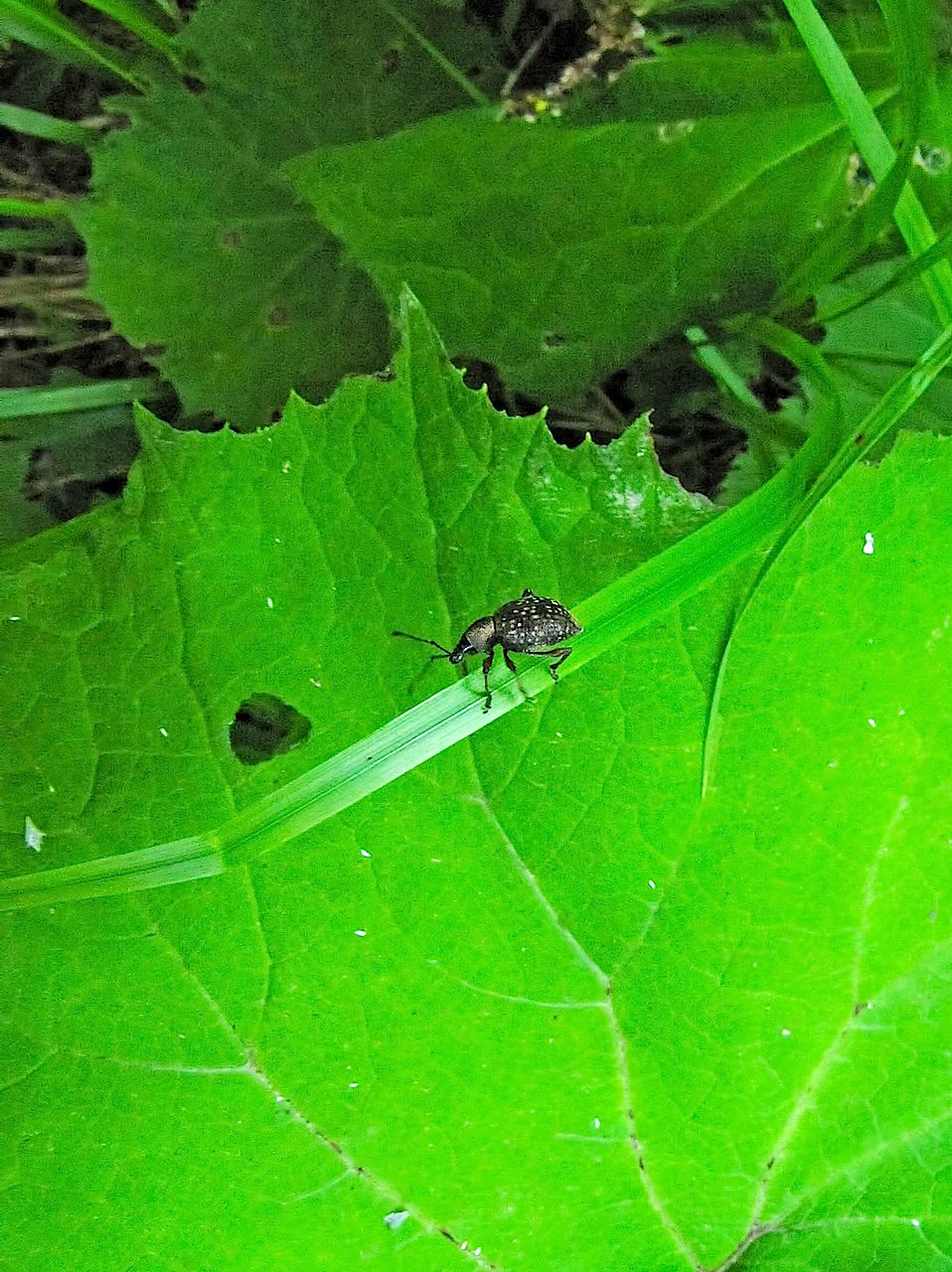 Coppia di coleotteri scuri - Otiorhynchus sp.