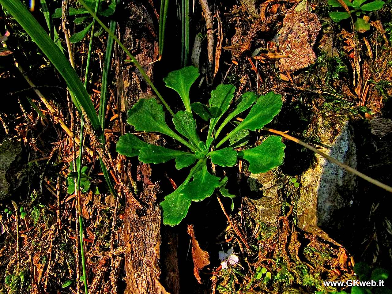 Saxifraga cuneifolia / Sassifraga a foglia cuneate
