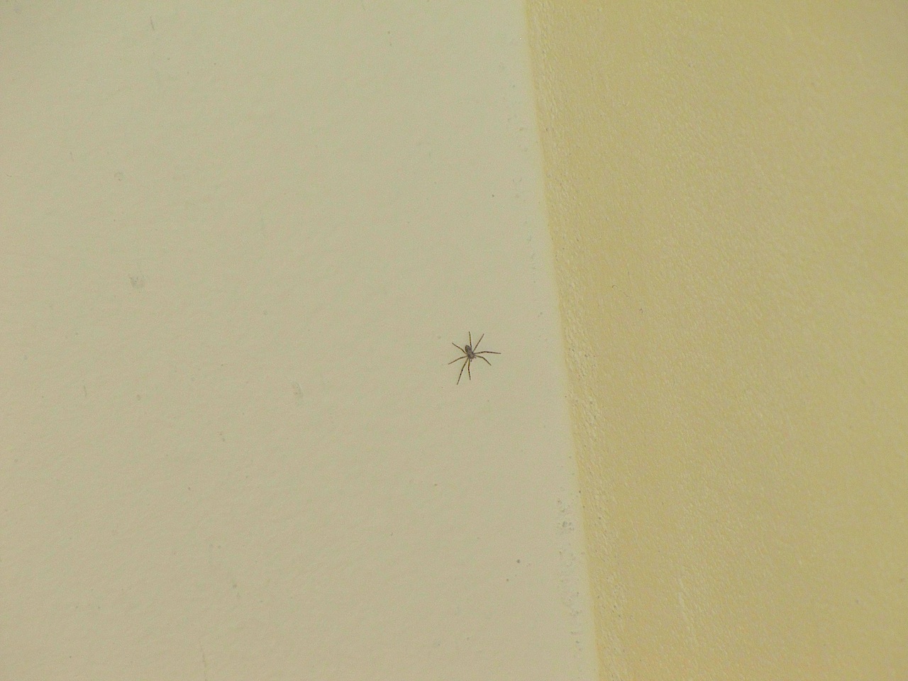 Chi avrò sul soffitto? Giovane Philodromus
