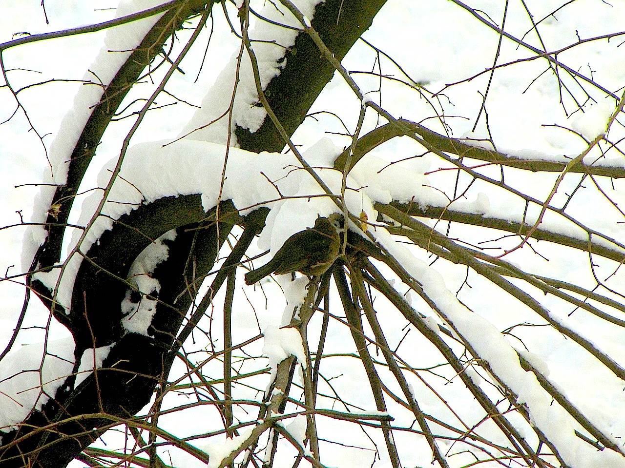 Avifauna humor