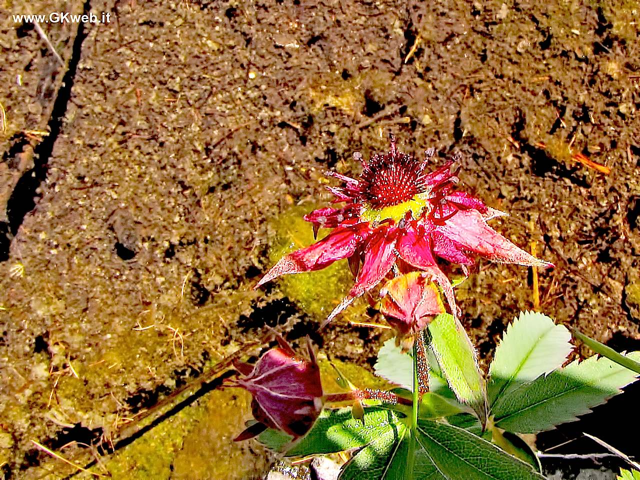 Incontro fortunato! - Potentilla palustris