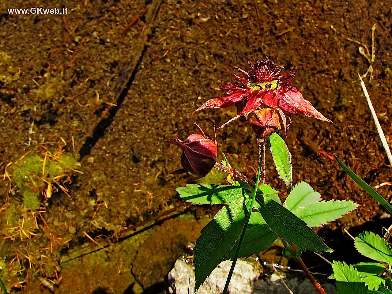 Incontro fortunato! - Potentilla palustris