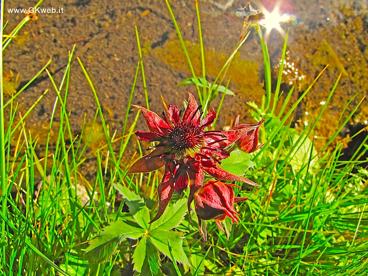 Incontro fortunato! - Potentilla palustris
