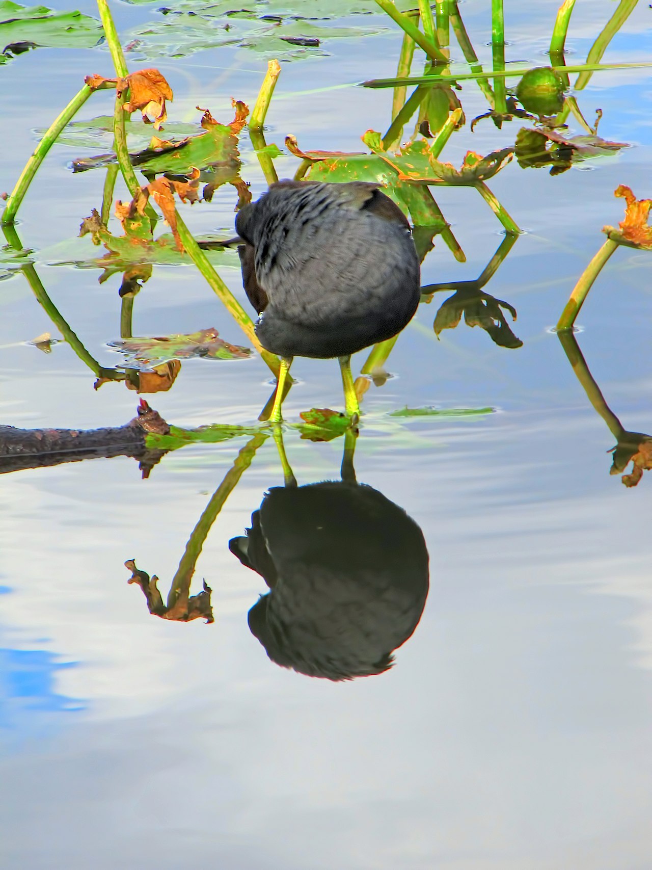 Avifauna humor