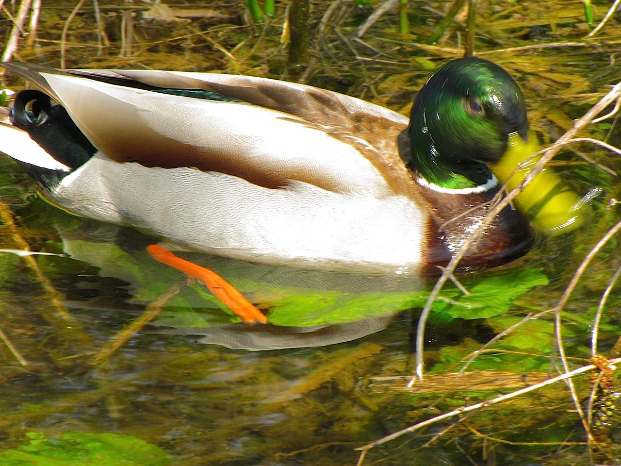 Avifauna humor