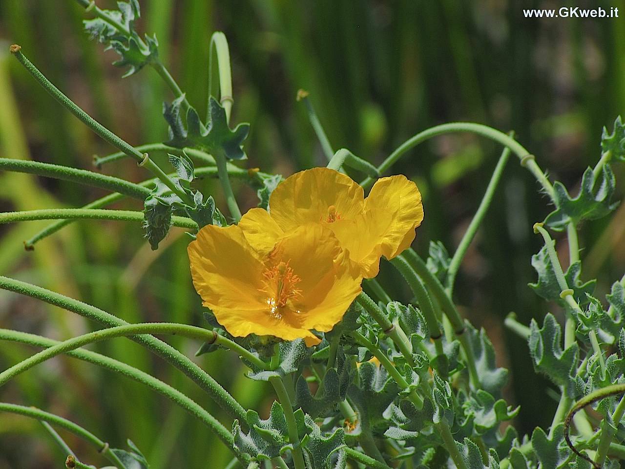 Glaucium flavum