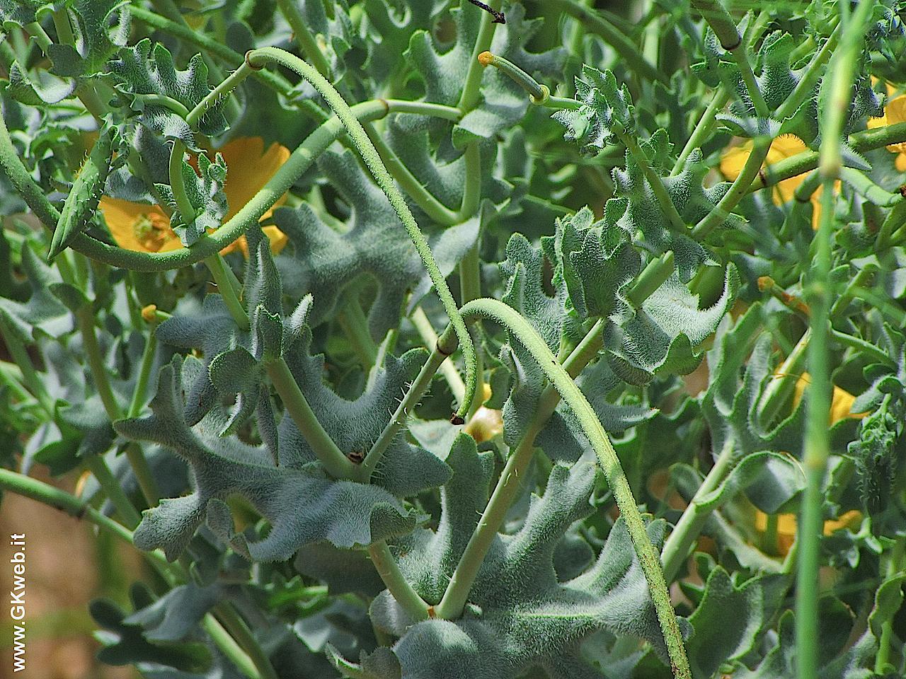 Glaucium flavum