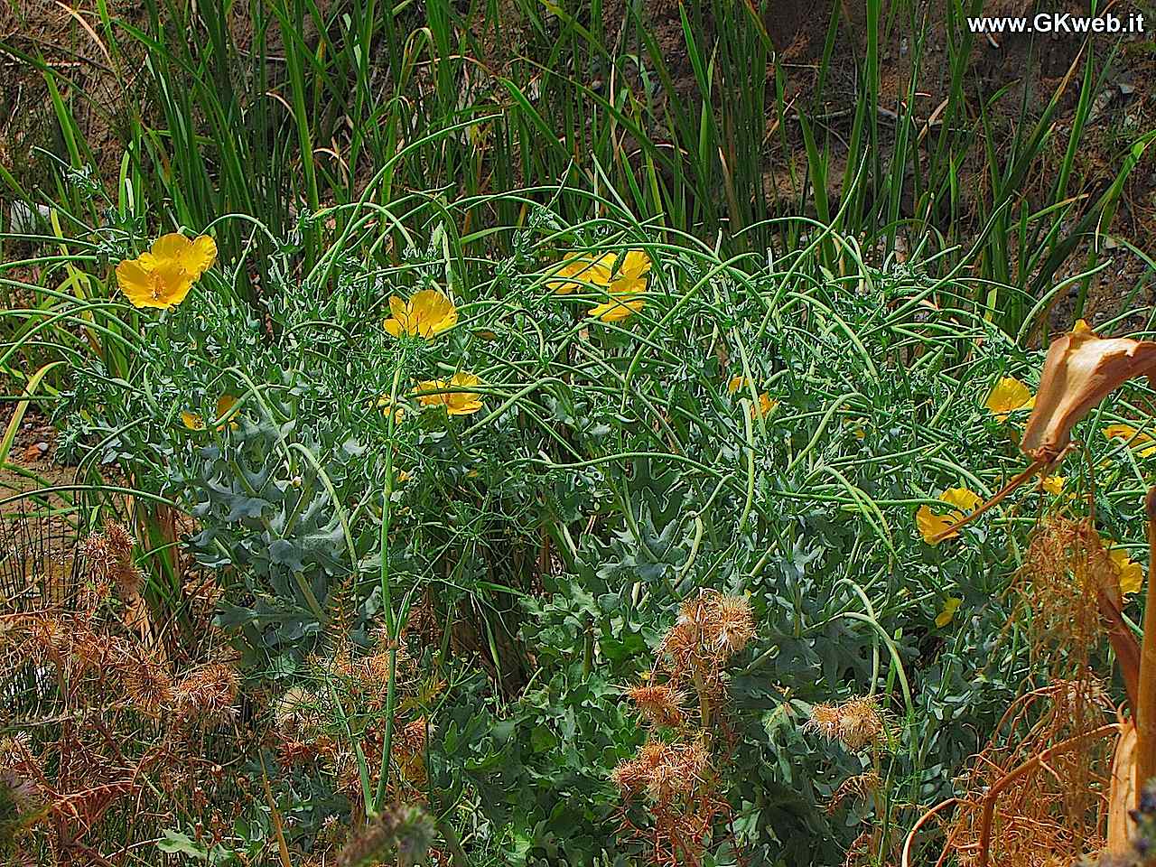 Glaucium flavum