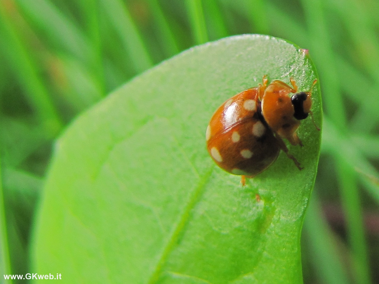 Coccinella anch''io (Calvia quatuordecimguttata?)