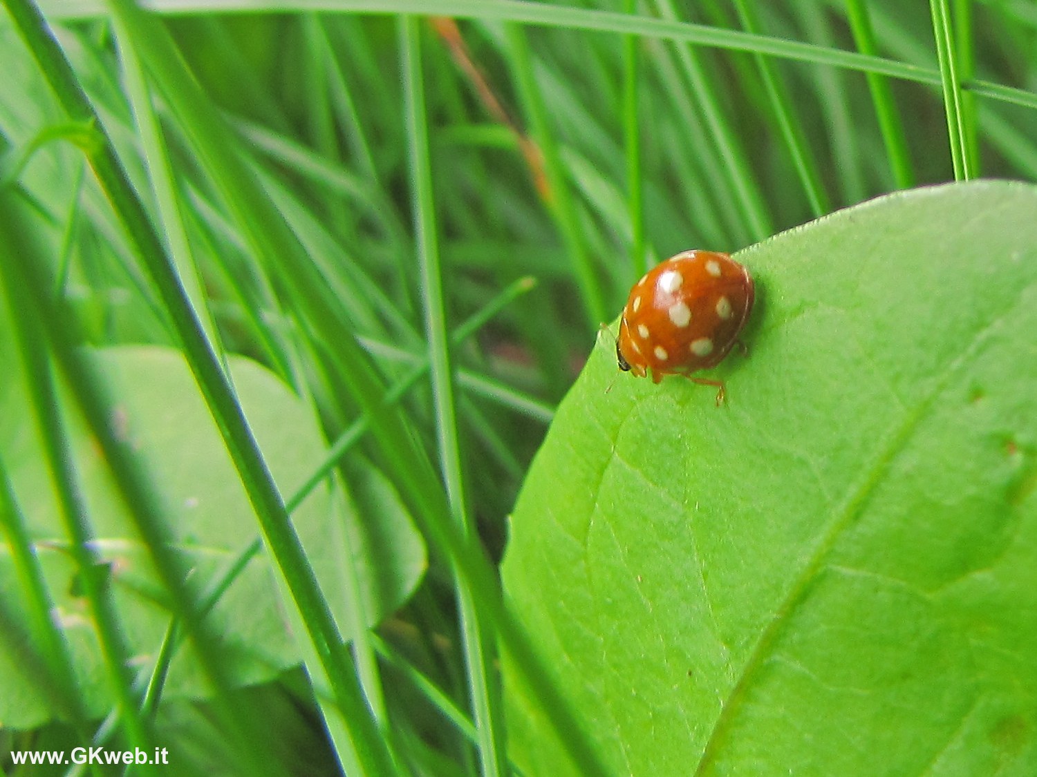 Coccinella anch''io (Calvia quatuordecimguttata?)