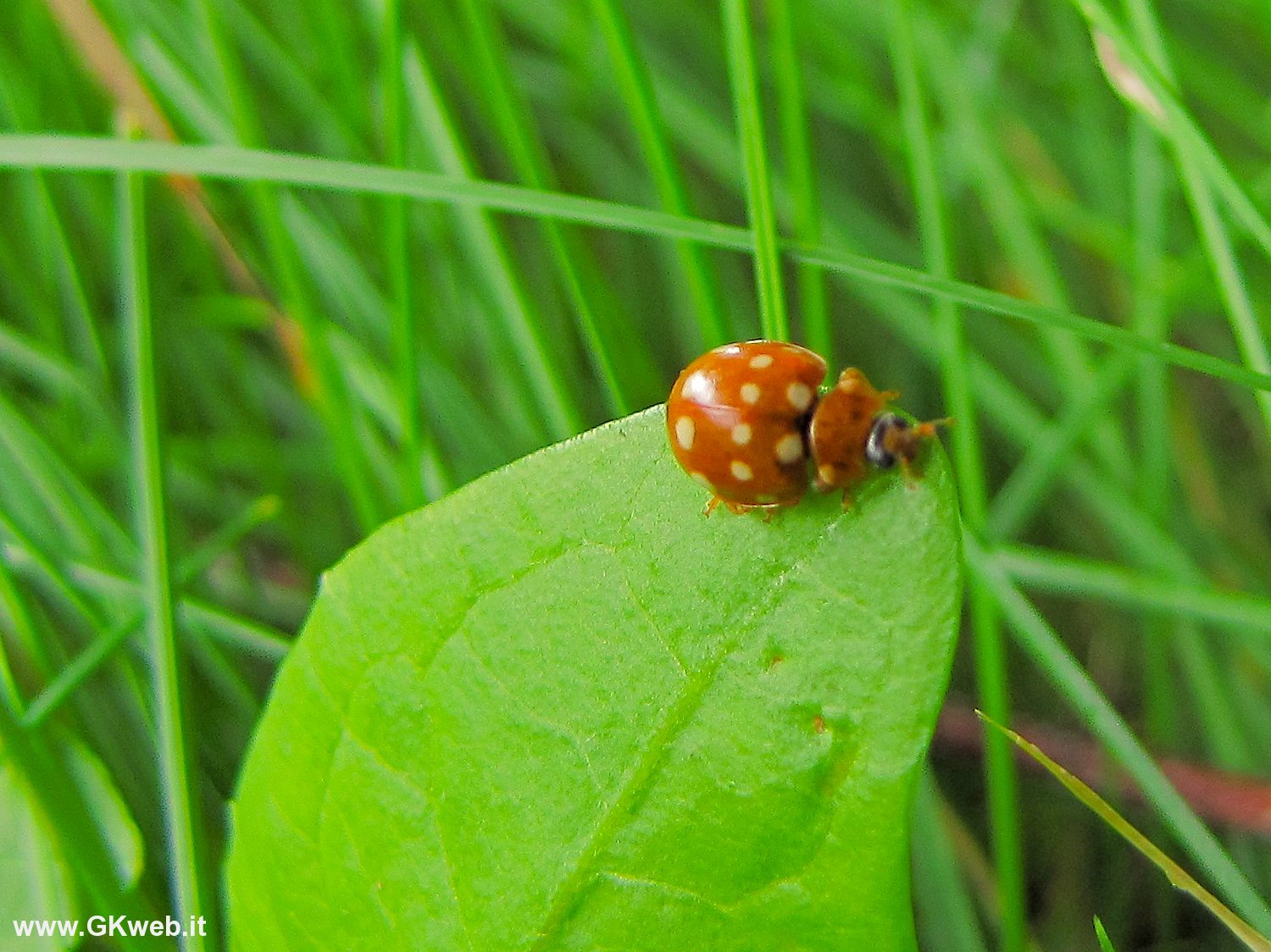 Coccinella anch''io (Calvia quatuordecimguttata?)
