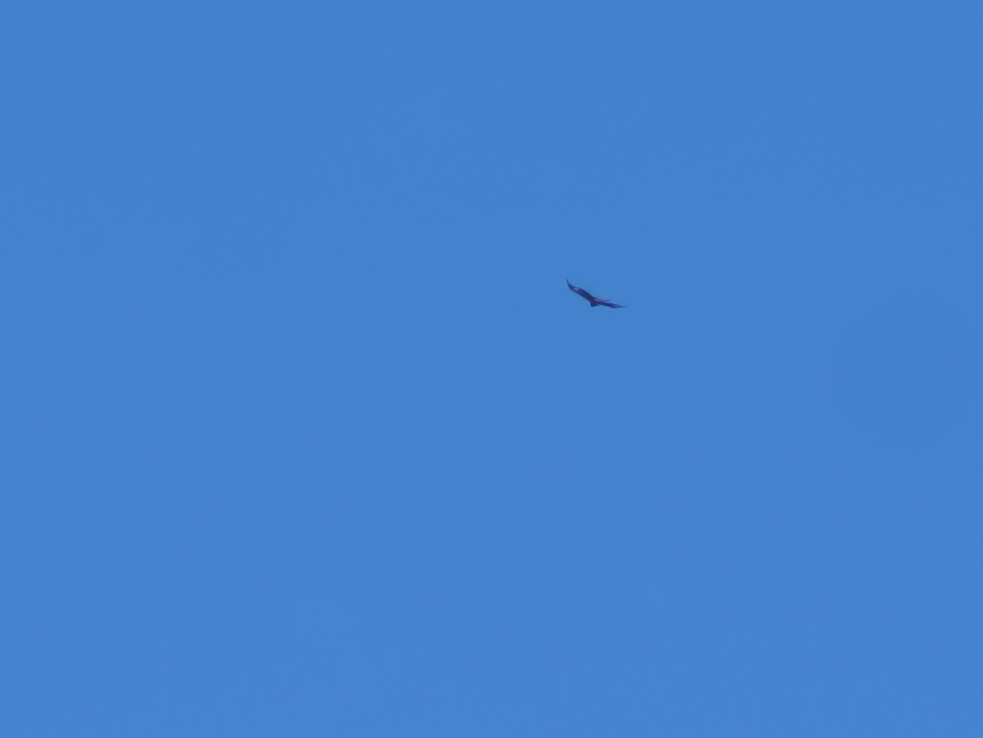 Conferma per aquila reale
