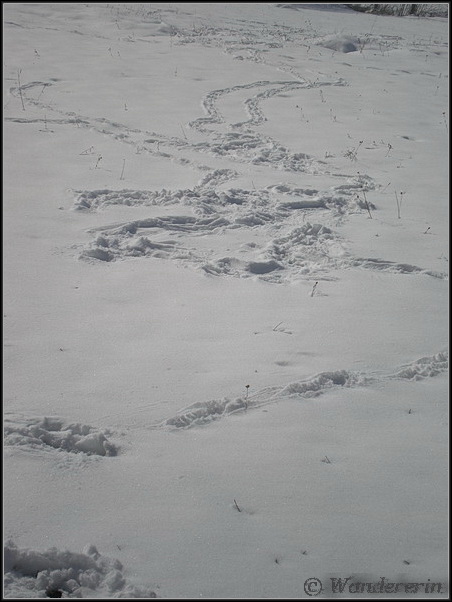 Impronte diverse nella neve