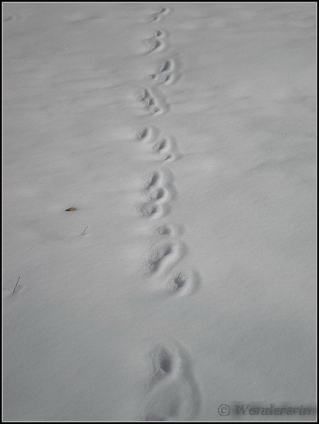 Impronte diverse nella neve