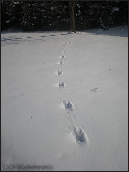 Impronte diverse nella neve