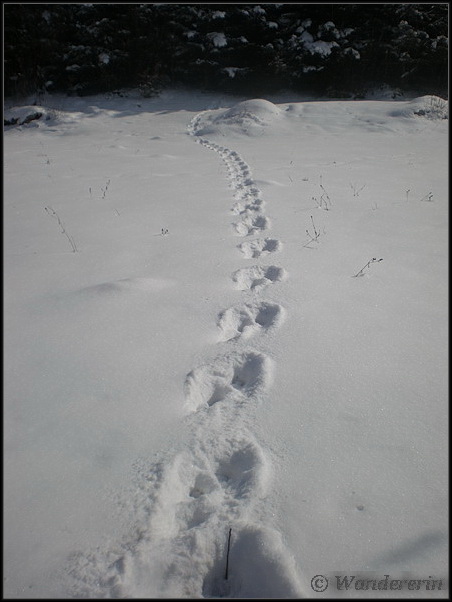 Impronte diverse nella neve