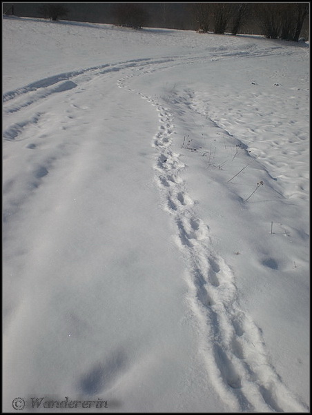 Impronte diverse nella neve