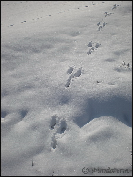 Impronte diverse nella neve