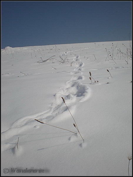 Impronte diverse nella neve
