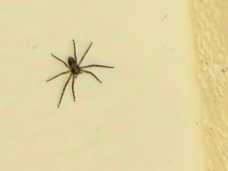 Chi avrò sul soffitto? Giovane Philodromus