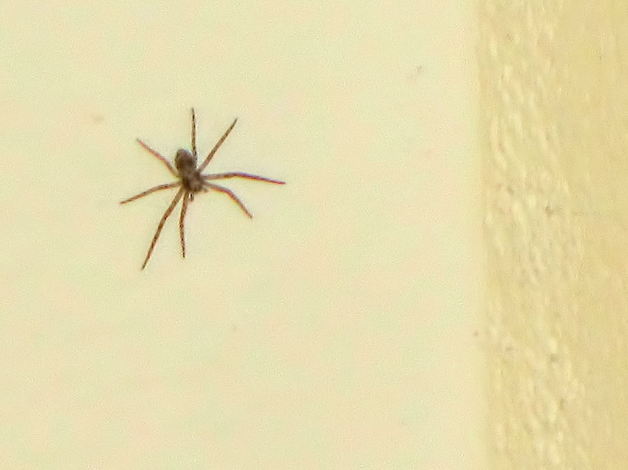 Chi avrò sul soffitto? Giovane Philodromus