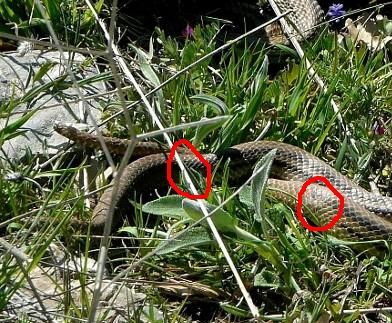 Elaphe quatuorlineata....???? accoppiamento