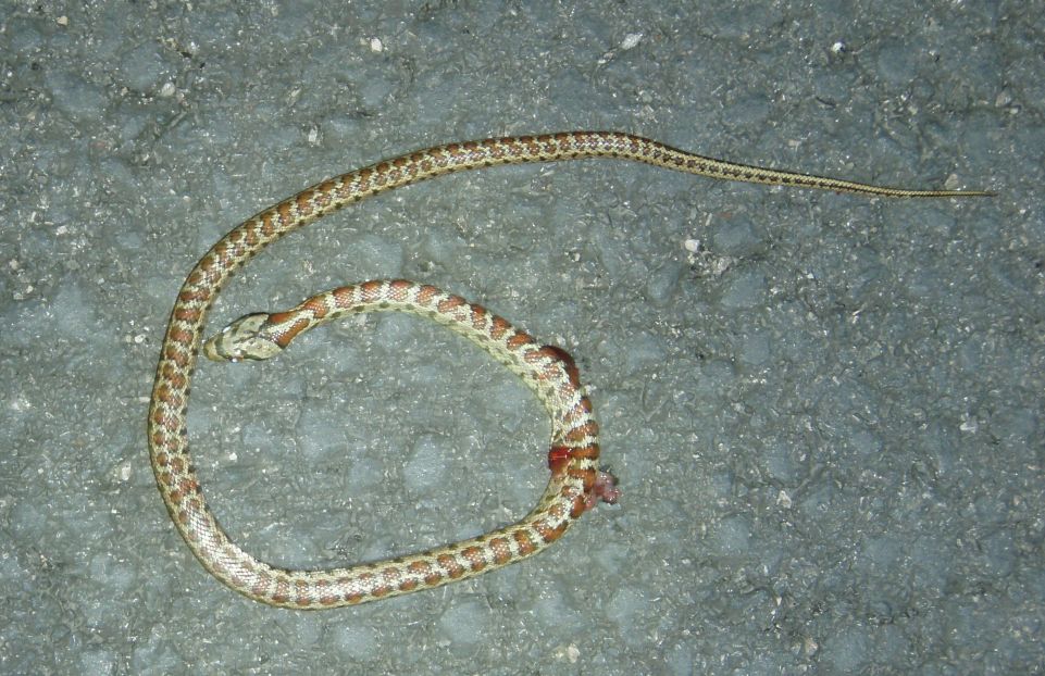 colubro leopardino (Zamenis situla, var. lineata)