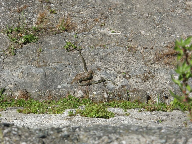 Biacchi spericolati...: da brivido!