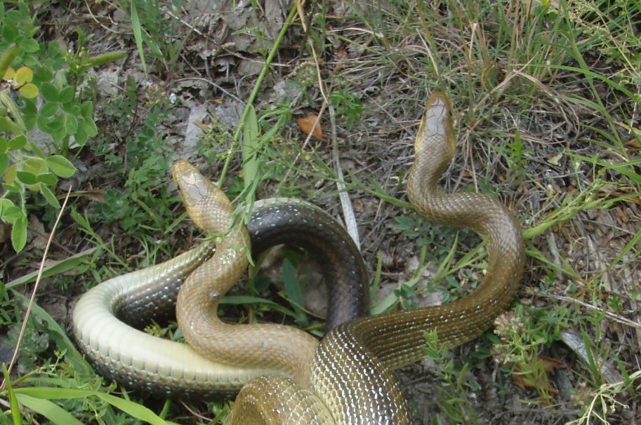 saettone (Zamenis longissimus) accoppiamento