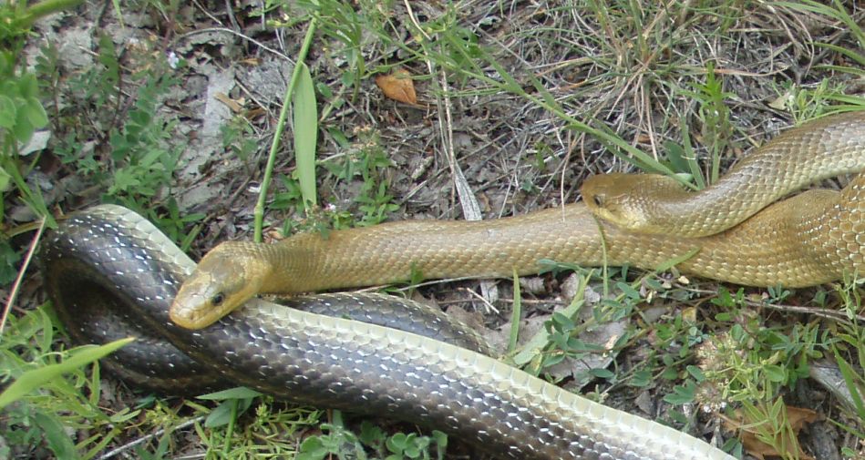 saettone (Zamenis longissimus) accoppiamento