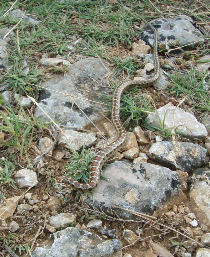 colubro leopardino (Zamenis situla, var. lineata)