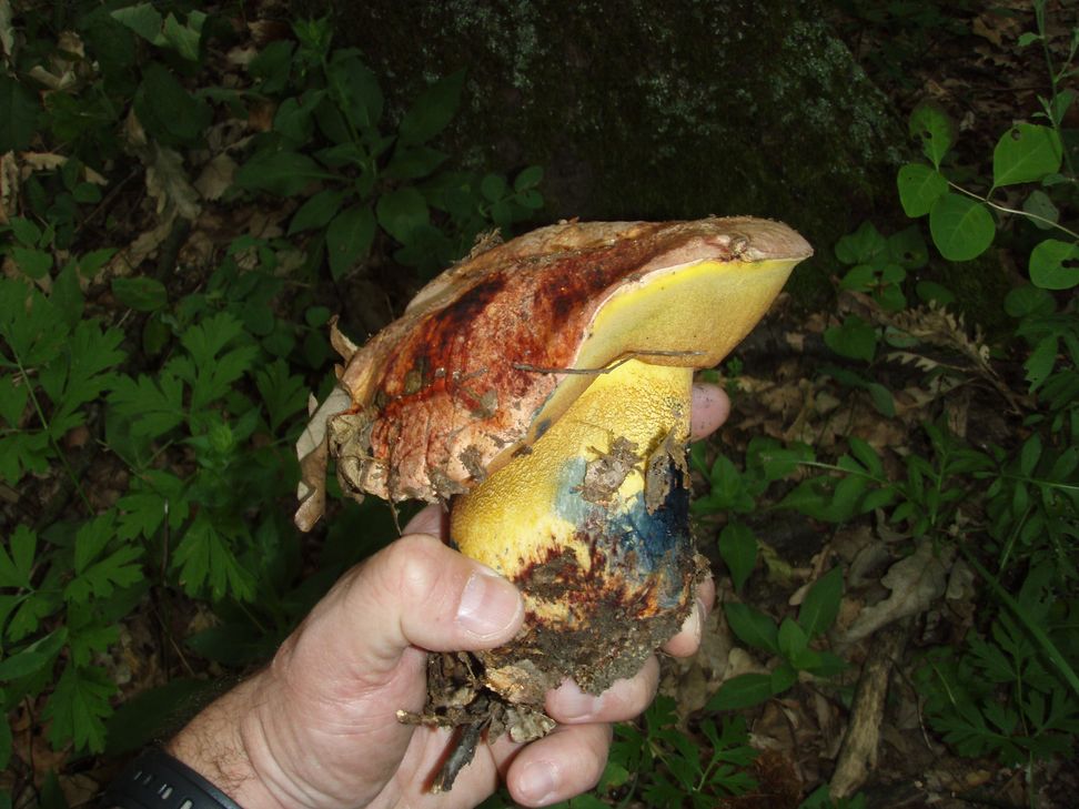 3 boleti da determinare