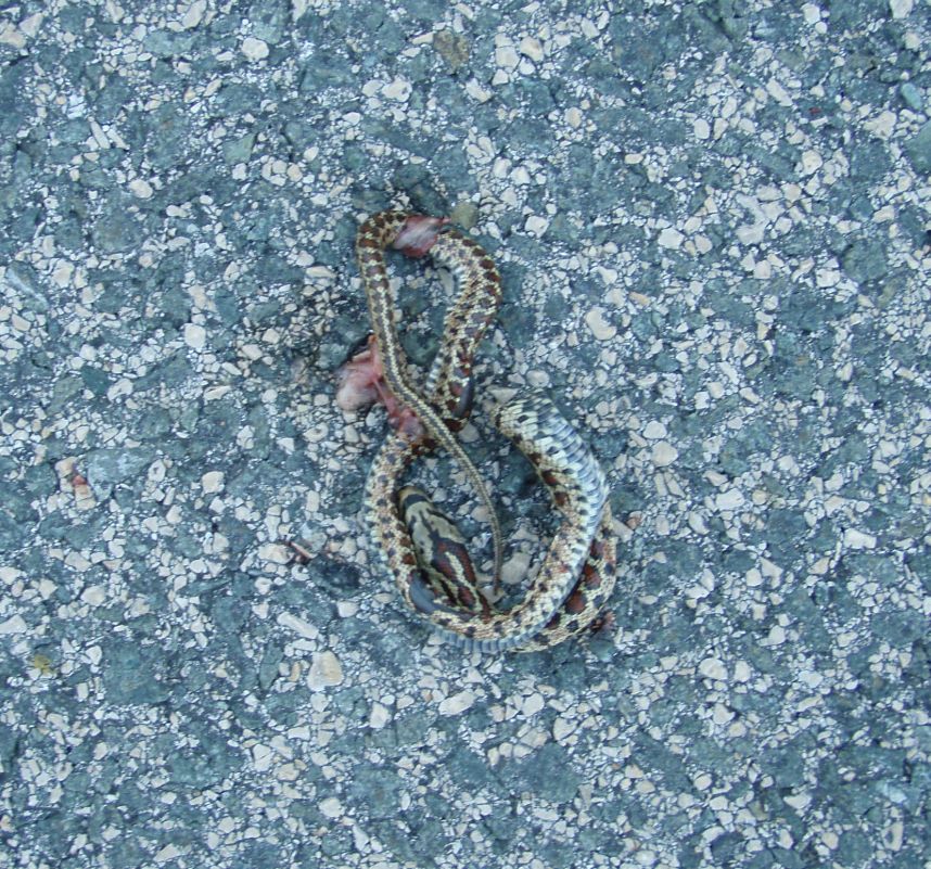 colubro leopardino (Zamenis situla, var. lineata)