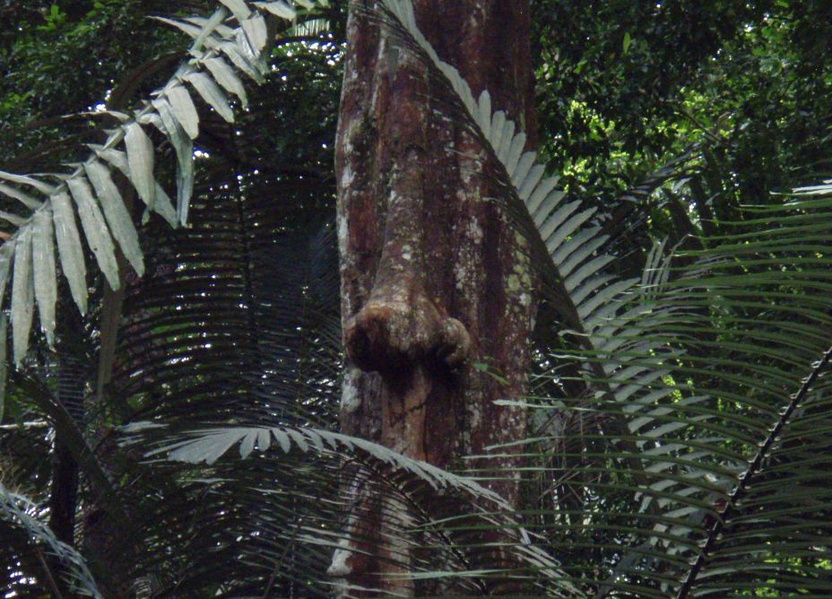 Ci vuole naso per certe cose.......