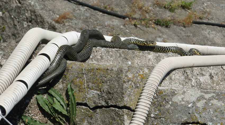 Biacchi spericolati...: da brivido!