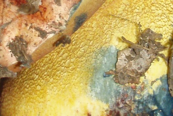 3 boleti da determinare