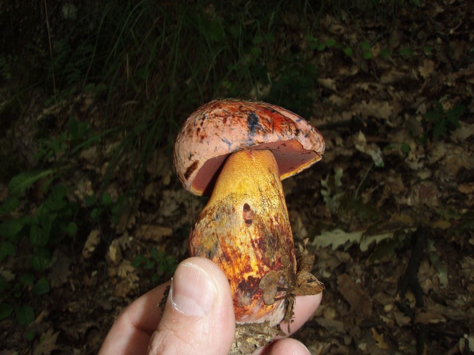 3 boleti da determinare