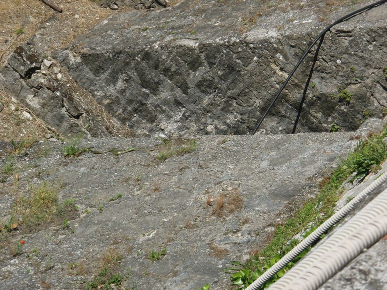 Biacchi spericolati...: da brivido!