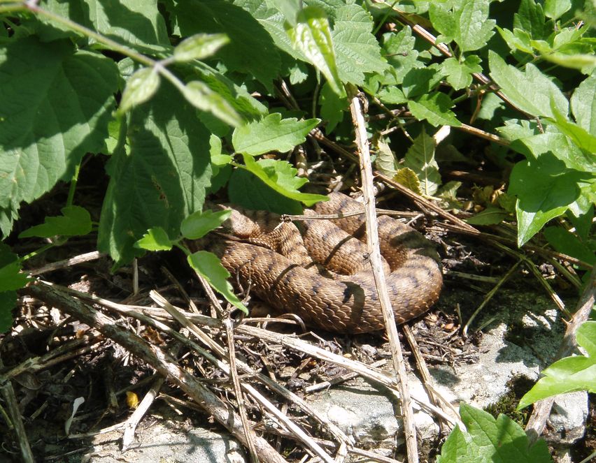 Alcune foto di vipere in natura