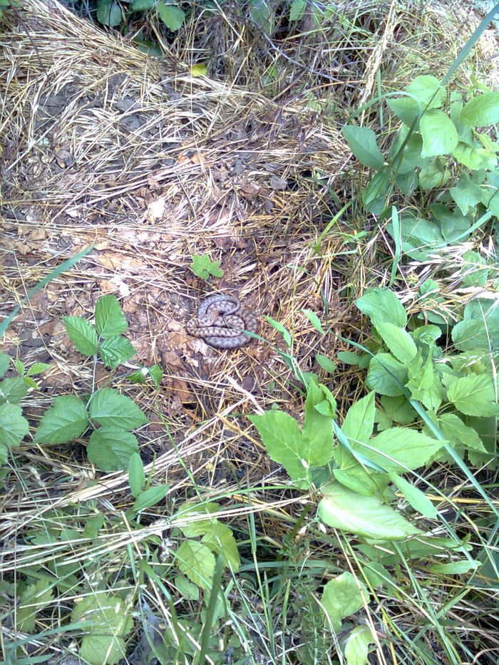Alcune foto di vipere in natura