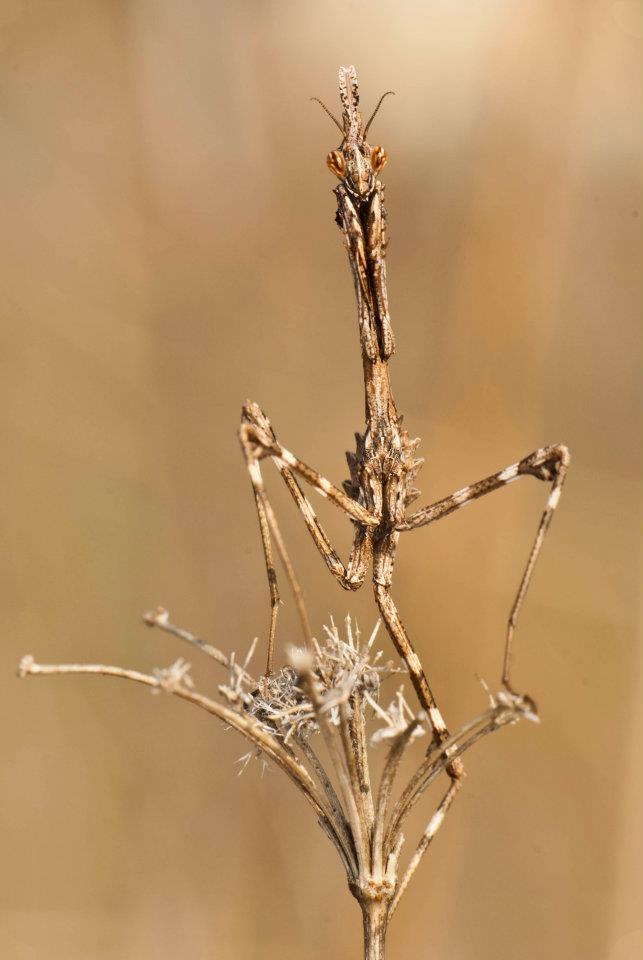 Empusa pennata (Maschio) - Empusidae