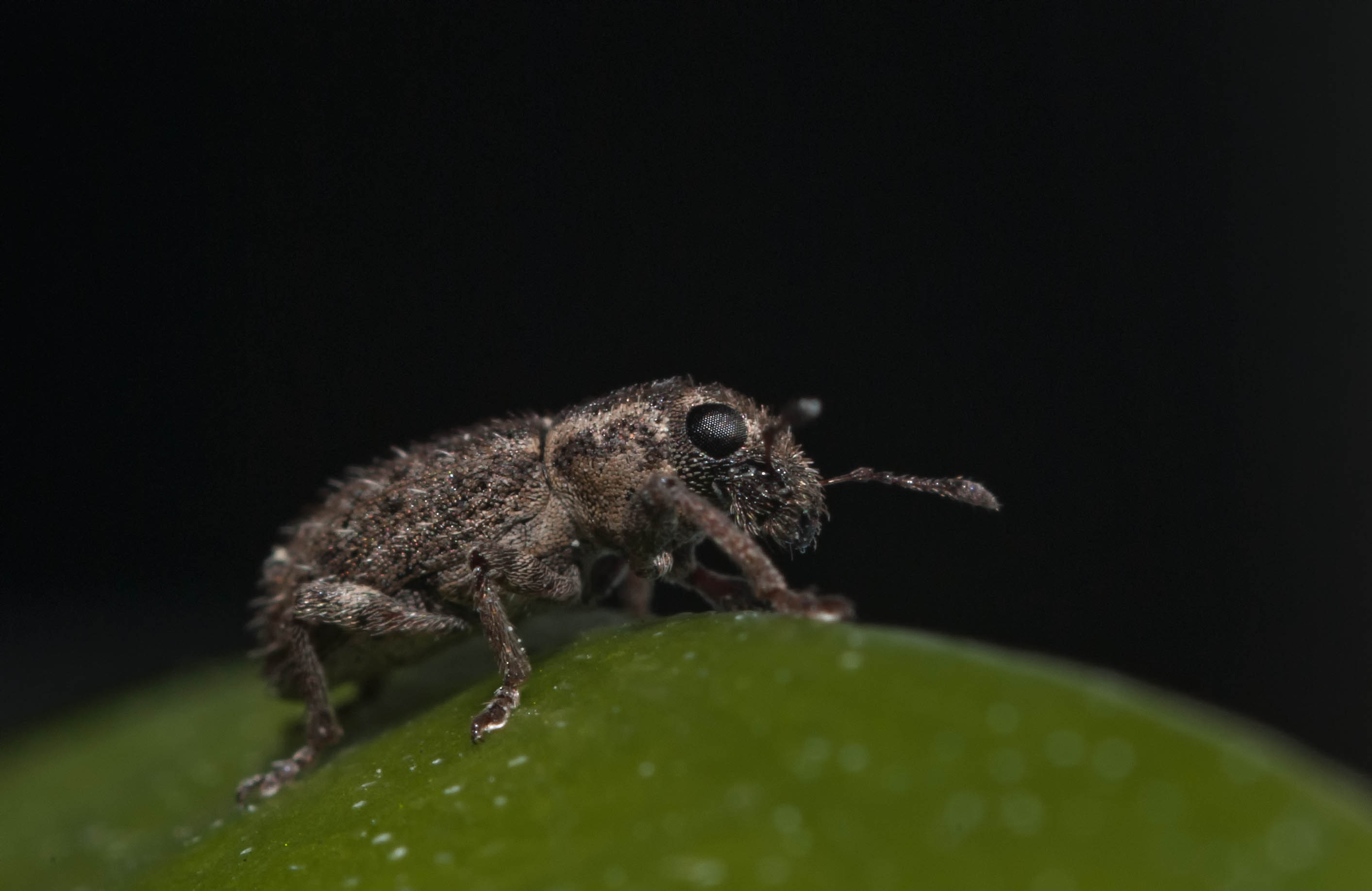 Sitona hispidulus