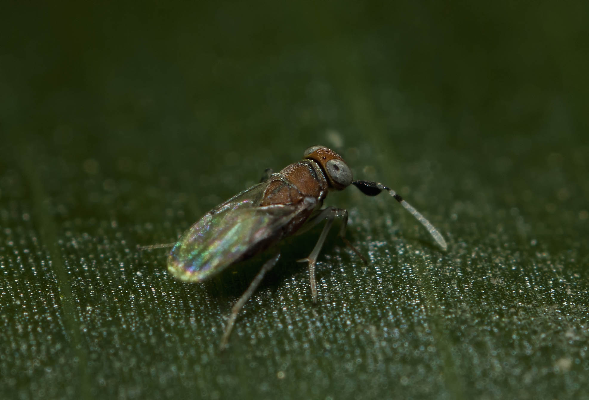 Encyrtidae