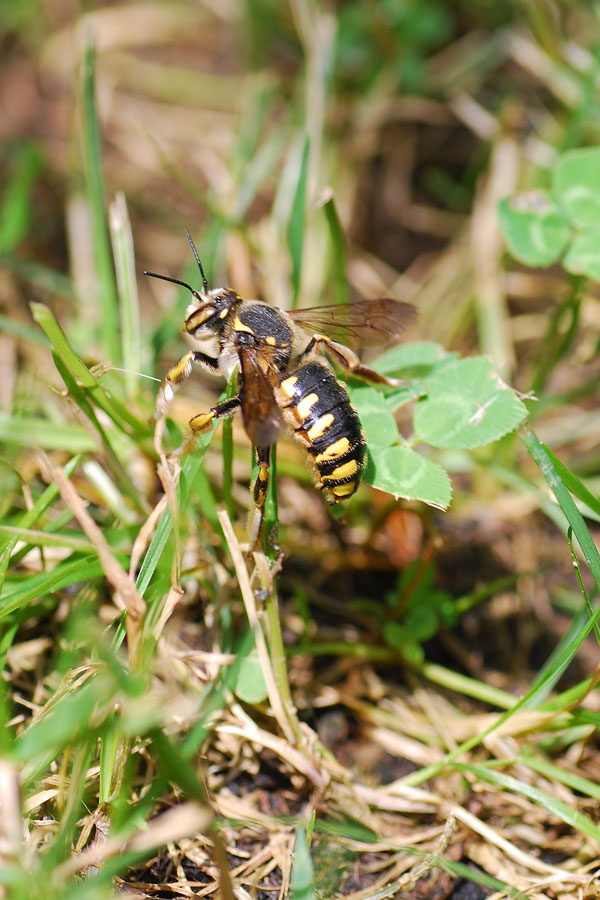 Apidae Megachilinae(arrampicata su stelo d''erba...)