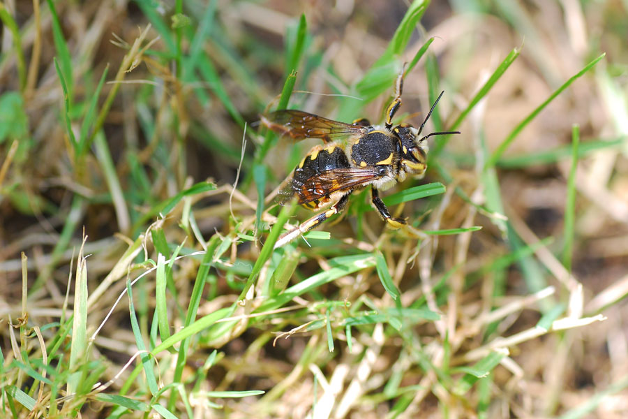 Apidae Megachilinae(arrampicata su stelo d''erba...)