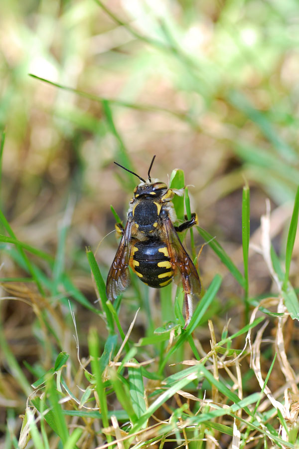 Apidae Megachilinae(arrampicata su stelo d''erba...)